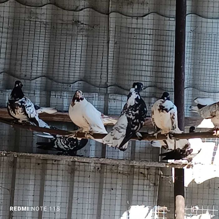 Голуби декоративные в Рудном.