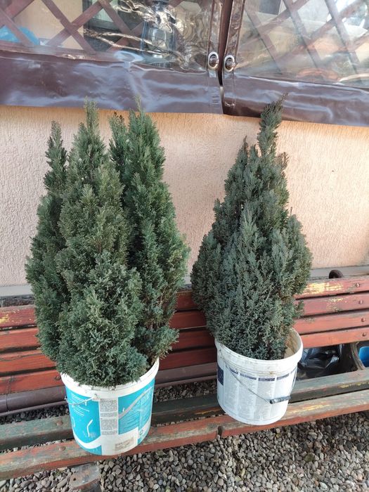 Planta tuia gradina