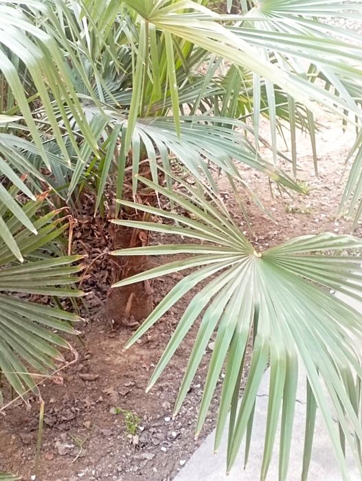 Палма дарахт ва кучатлари