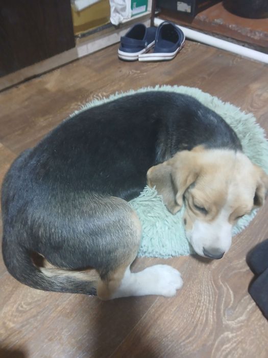 Продается щенок породы Бигль