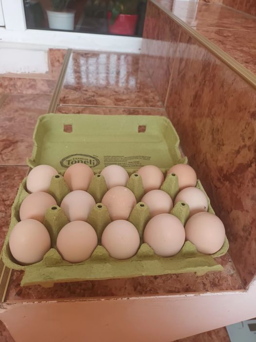 Ouă pentru incubat Australorp Negru Bragadiru ILFOV