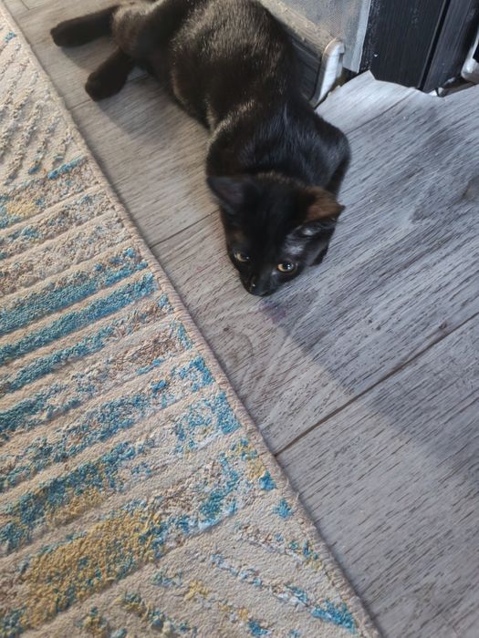 Котёнок бесплатно даром