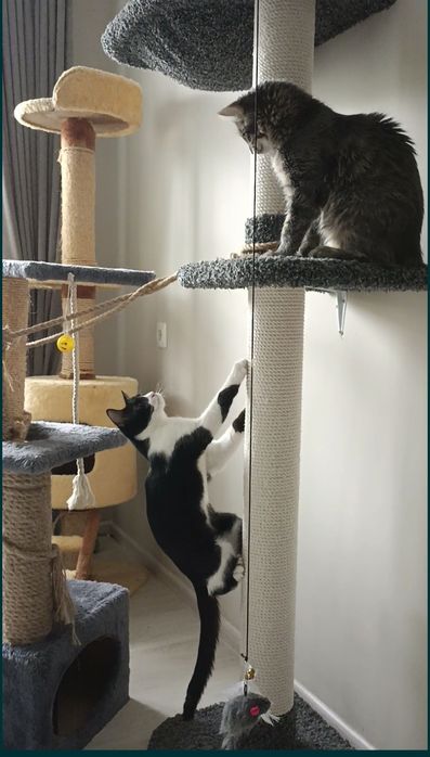 Передежка кошек . Зоогостиница