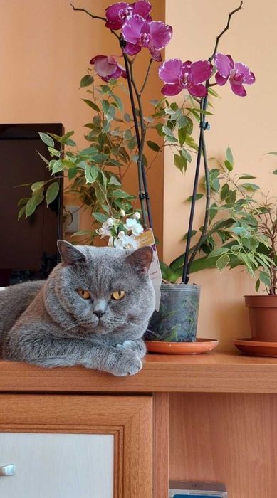 Британска принцеса