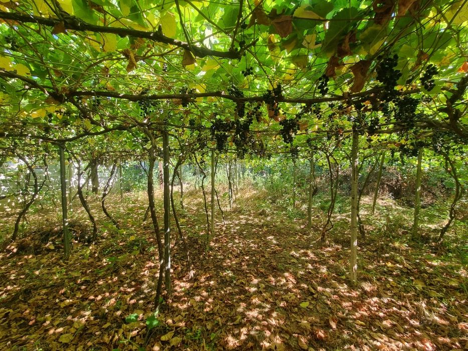 Продава се Къща в с. Марикостиново, Област Благоевград - 200 кв.м за 281 €/кв.м - Снимка #4