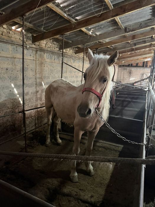 5 жасар жылкы сатылады