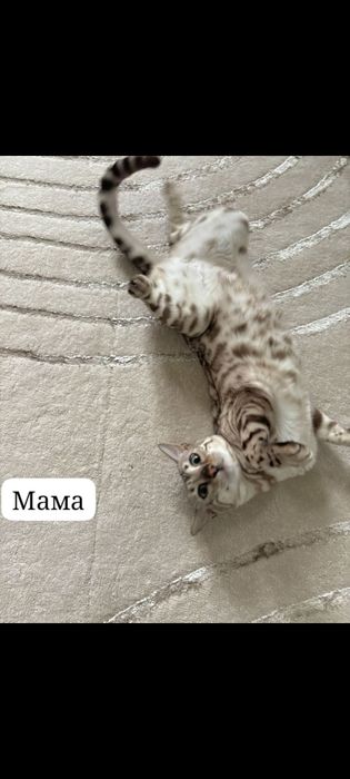 Продам бенгальских котят
