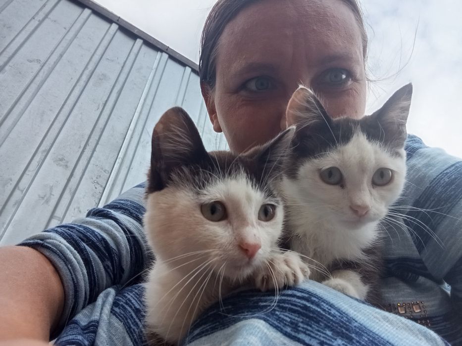 Котёнок кот кошка