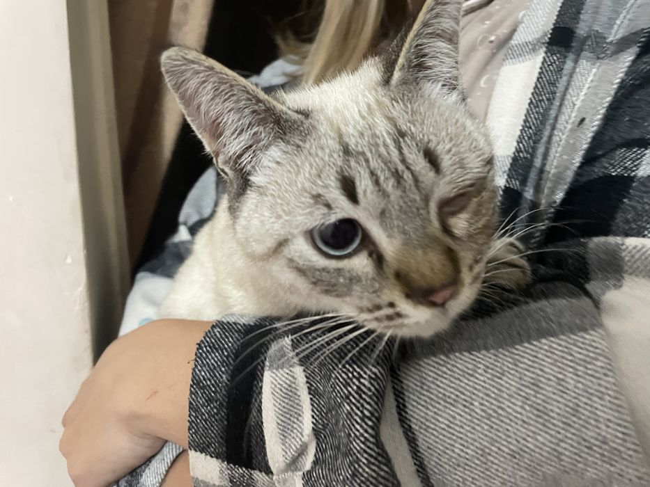 Котенок в добрые руки