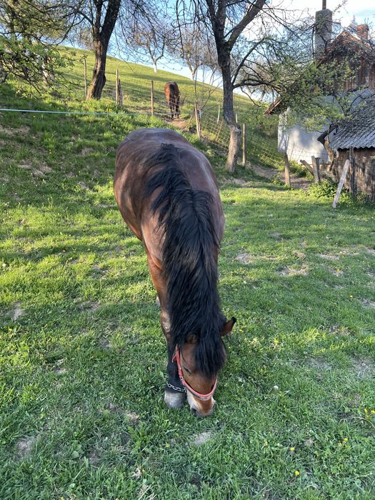 Cal(noatin) de vanzare