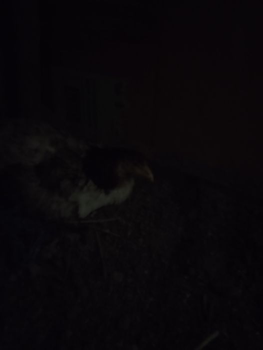 Дакан курк сотилади