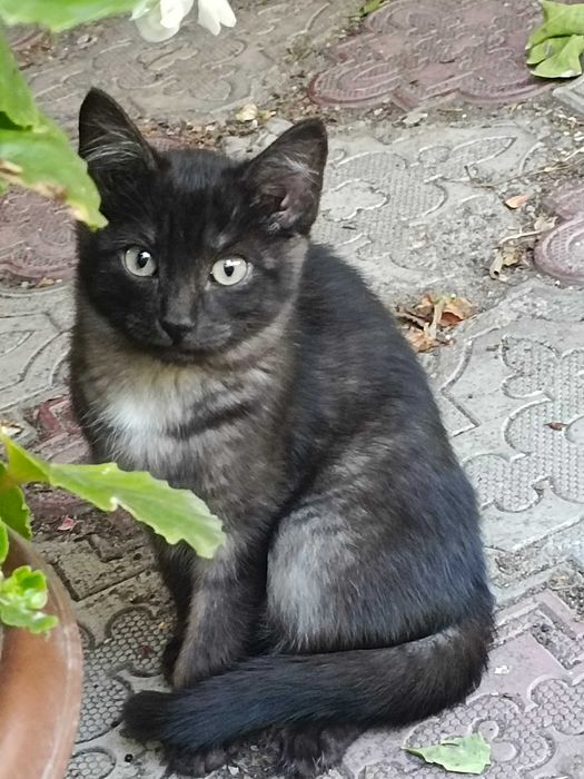 Котята разных окрасов