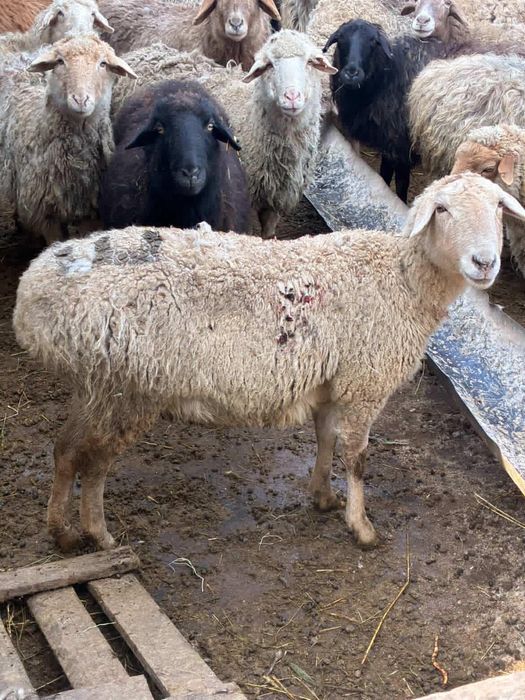 Бараны от 65 тыс и выше