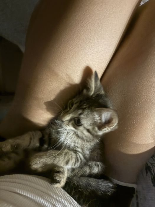 Котенок мальчик бесплатно