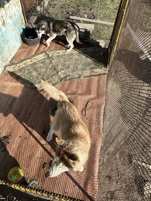 Хаский 8/9 айлык