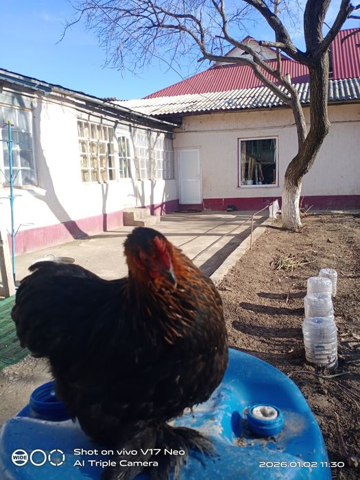 Кохин Карлик пара