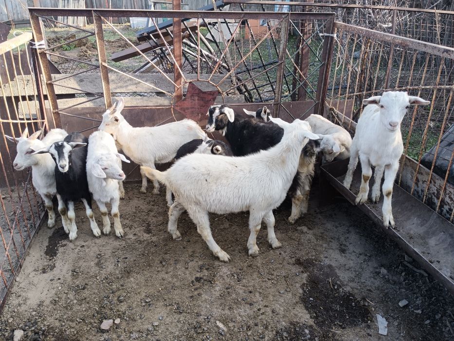 Продам коз, и козлят