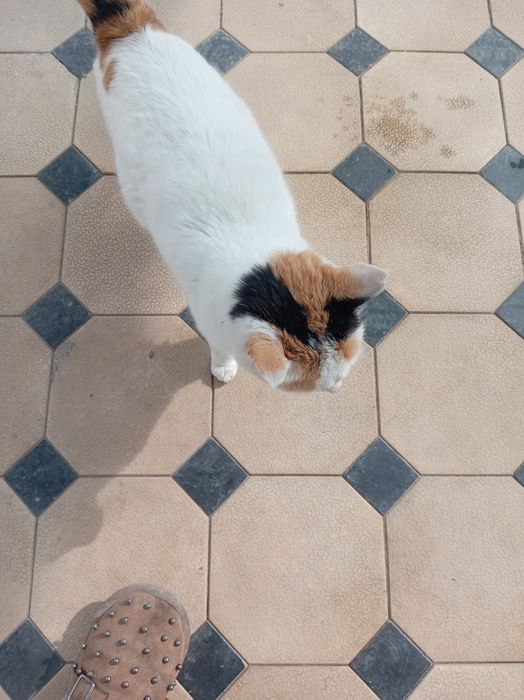 Uy mushugi qornida bolasi bor