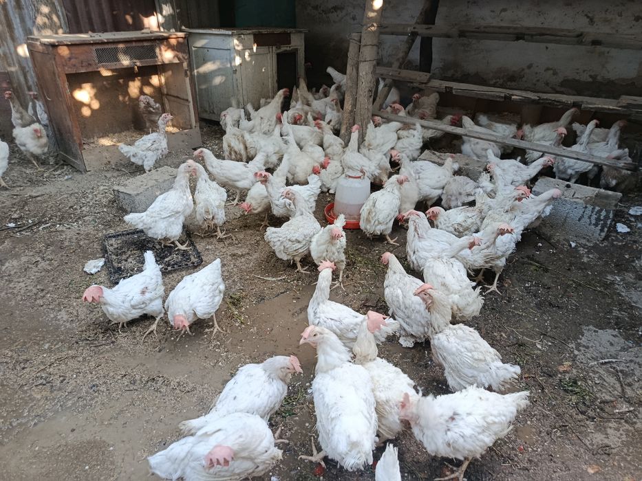 Продам кур несушек