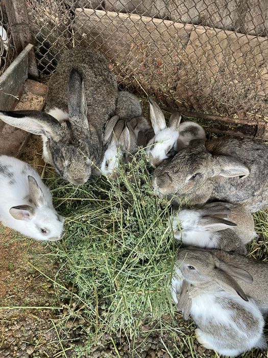 Крольчата 1 месяц,1.5 месяц