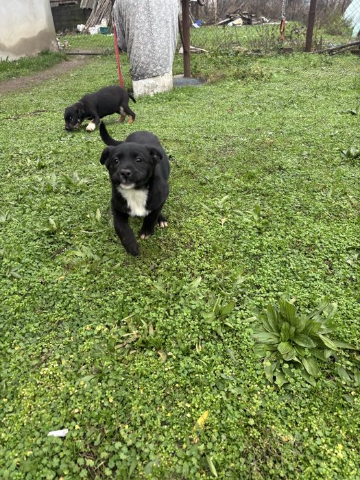 Cateluse spre adoptie