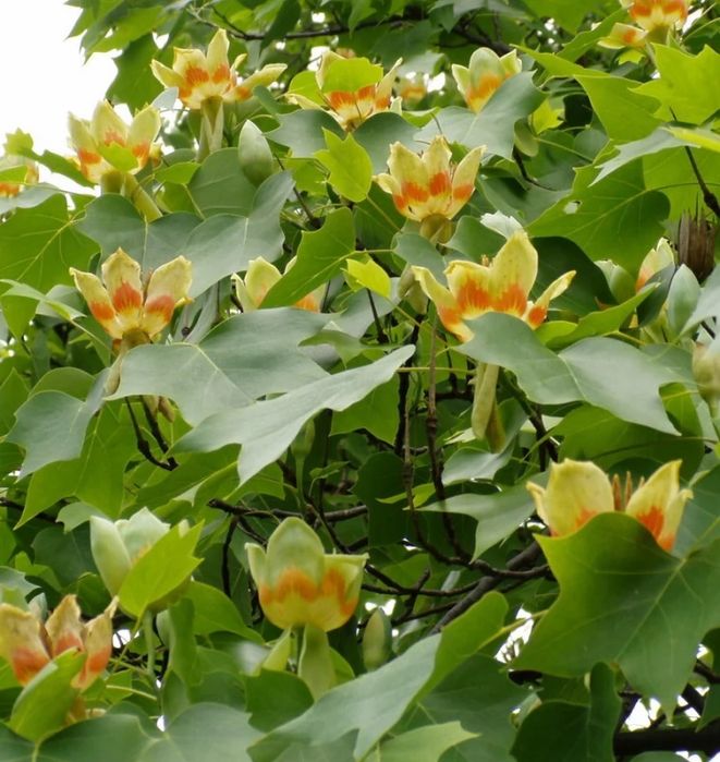 Лола дарахт кучатлари оптом! Саженцы тюльпанного дерева оптом !