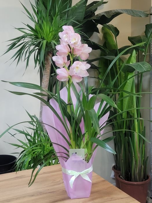 Орхидеи. Фаленопсис