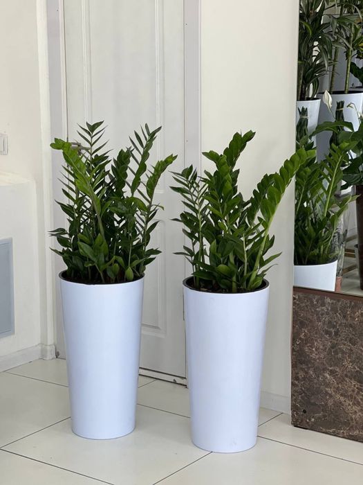 Офис гуллари сотилади