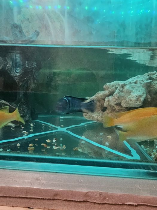 Лобидохромис  цихлида