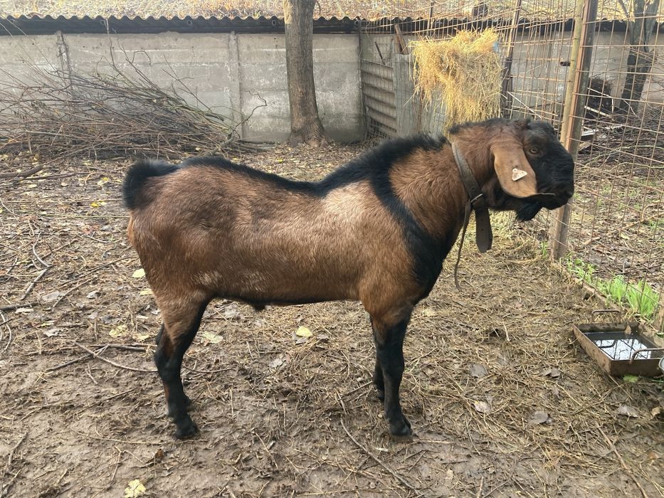 Tap anglonubian rasa pura