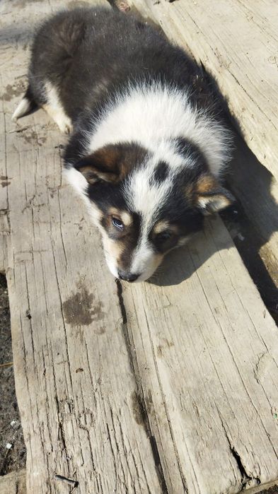 Щенки в добрые руки