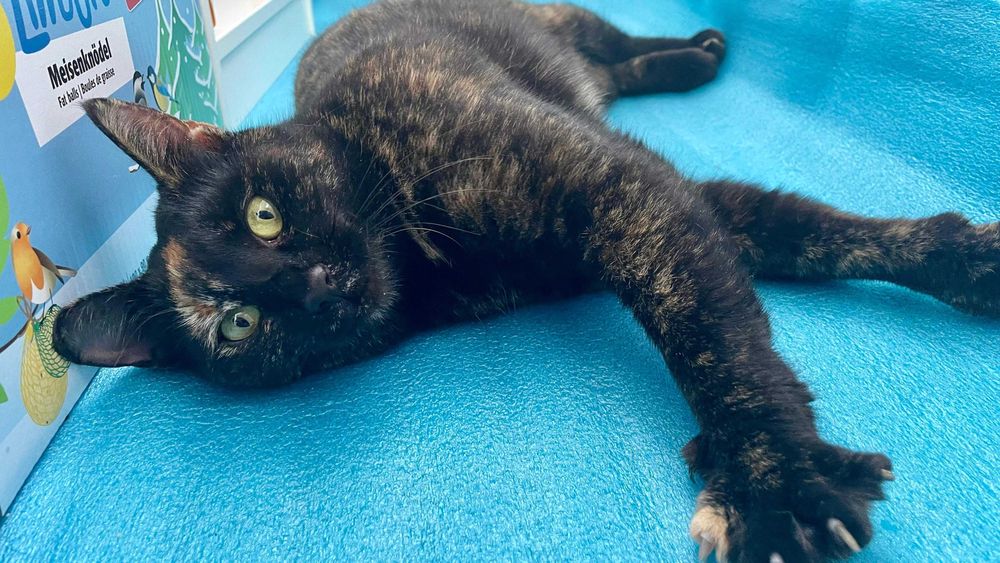 Tortie, pisicuta sterilizata pentru adoptie