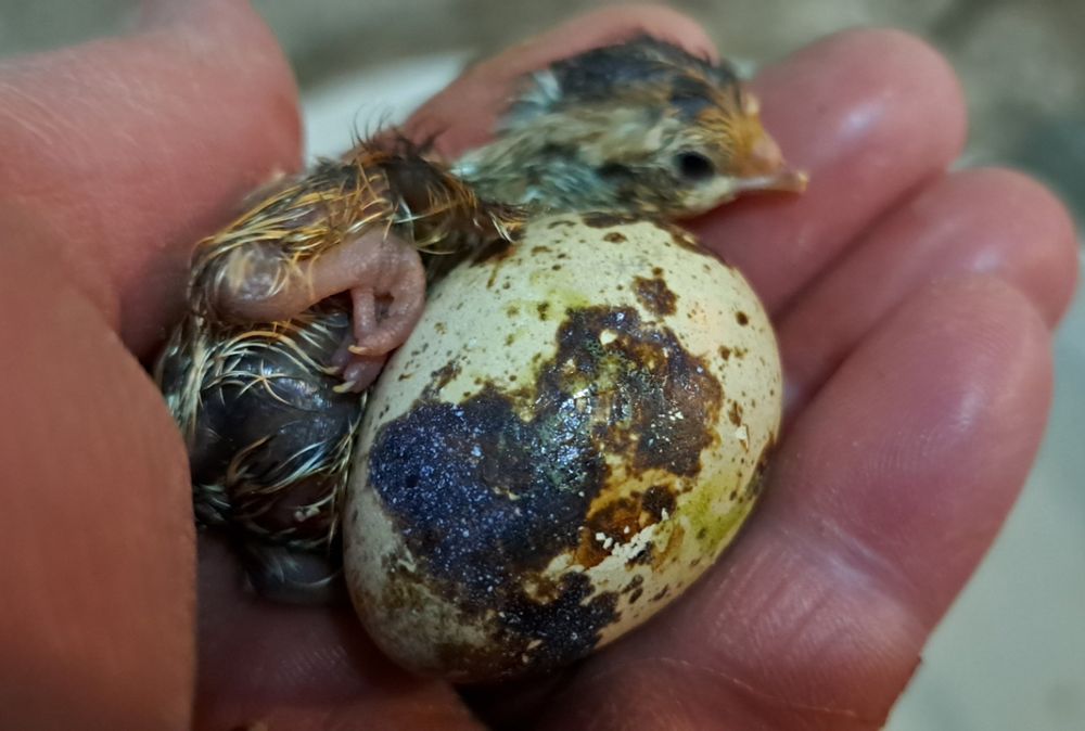 Оплодени яйца от пъдпъдъци