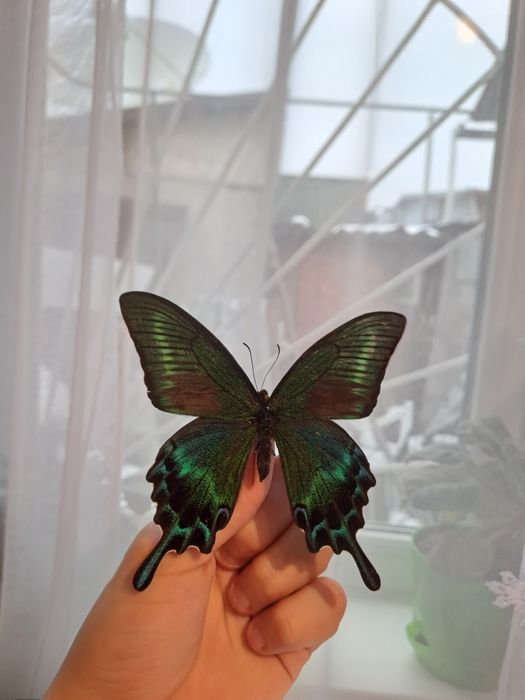 Настоящая бабочка.