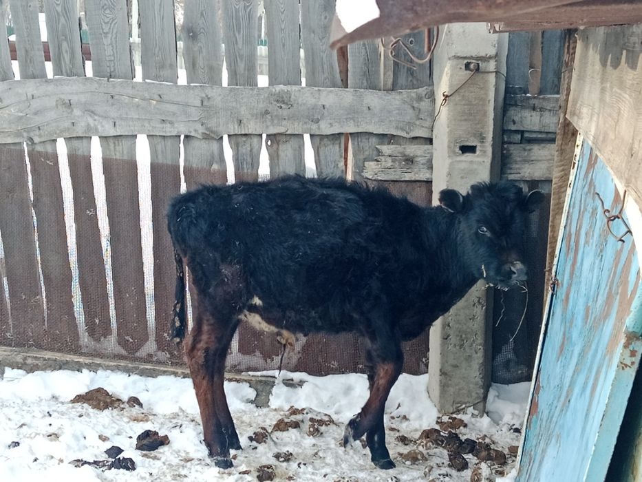 Продам бычка 6 месяц