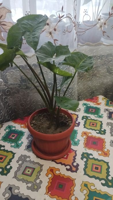 Сингониум или тропическая лиана