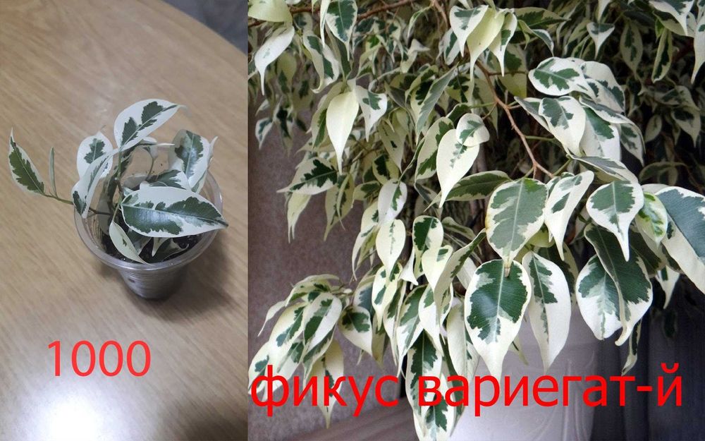 Комнатные  цветы