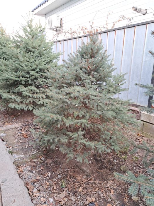 Продам живые елки