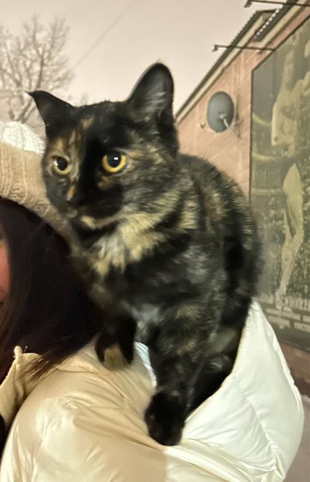 Котенок девочка в добрые руки