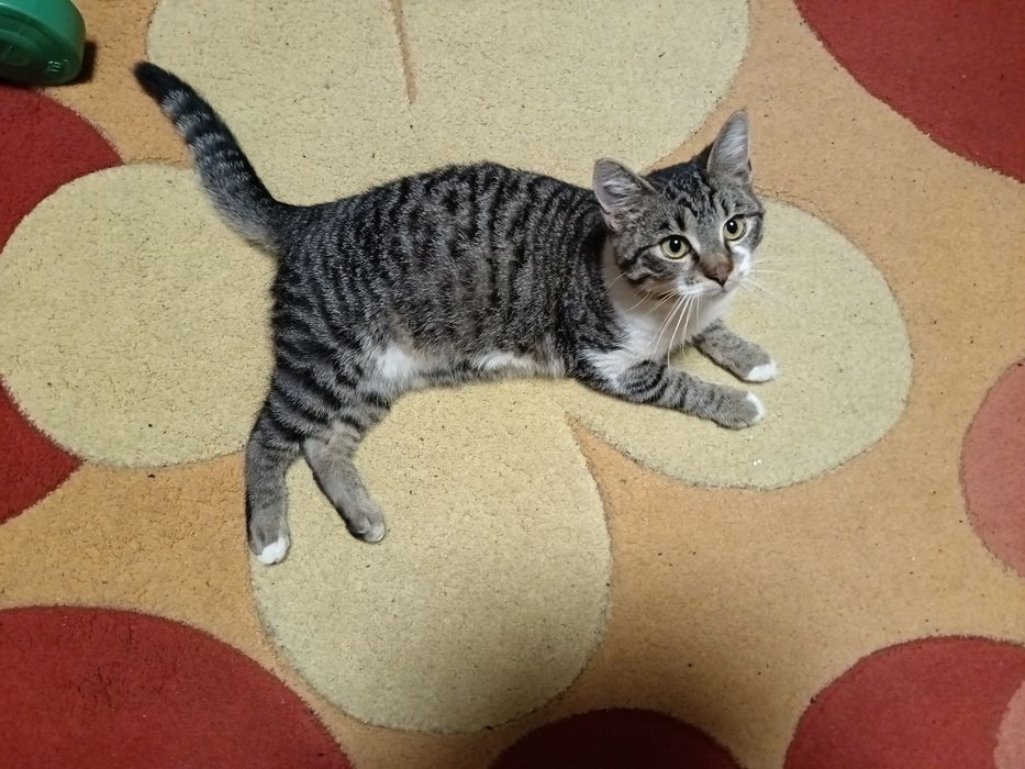 Мъжко коте търси дом