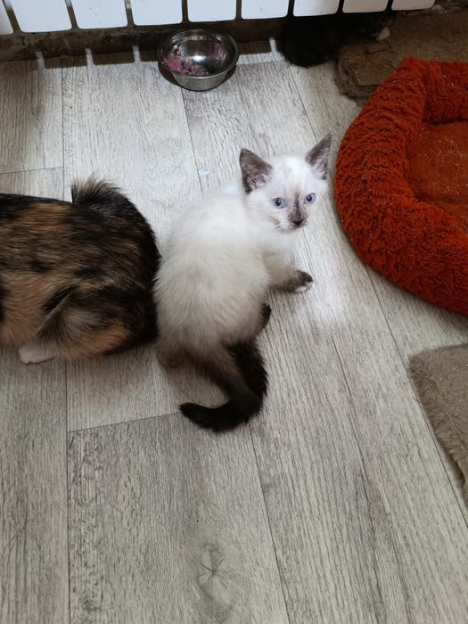 Отдам котёнка даром
