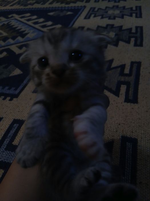 Шотландские котята