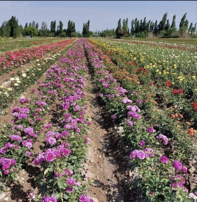 Köchatlar xar xil turdagi