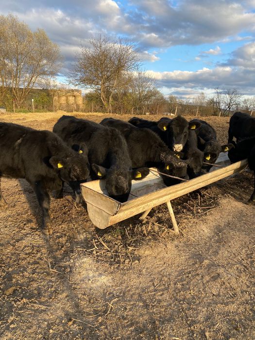 Vitele Angus de reproductie