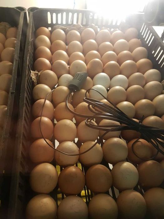 Инубаторы на заказ