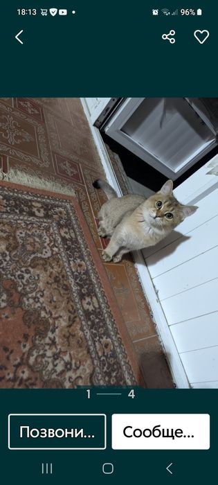 Шиншила боласи сотилади арзон нархда.