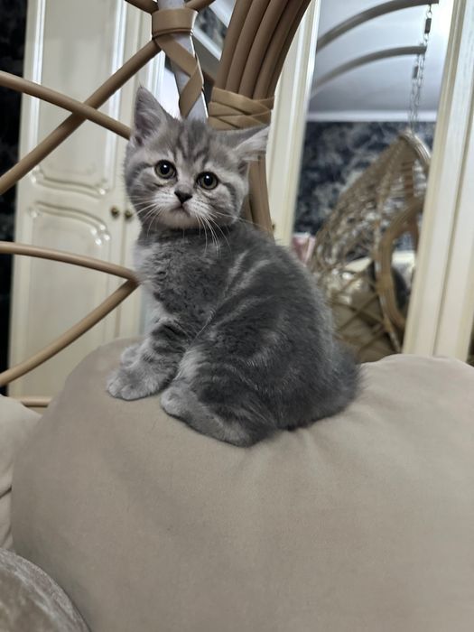 Шотландские котята
