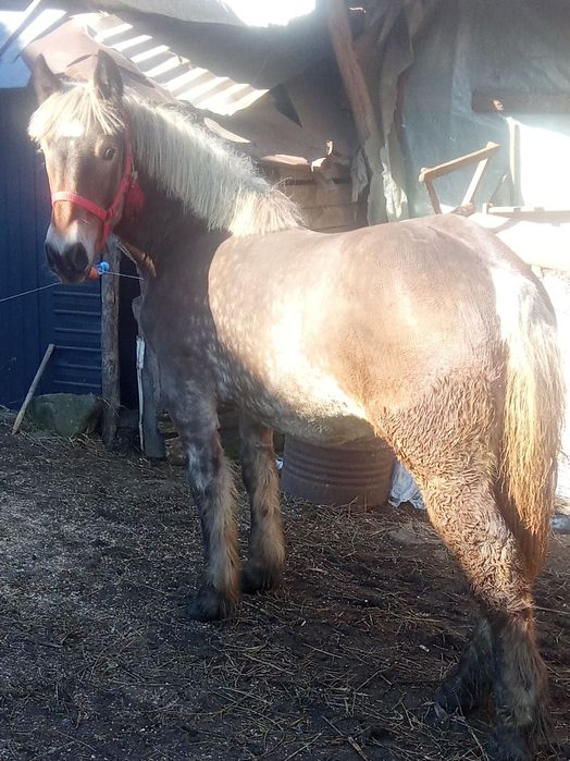 Vând mânză 8 luni foarte cuminte