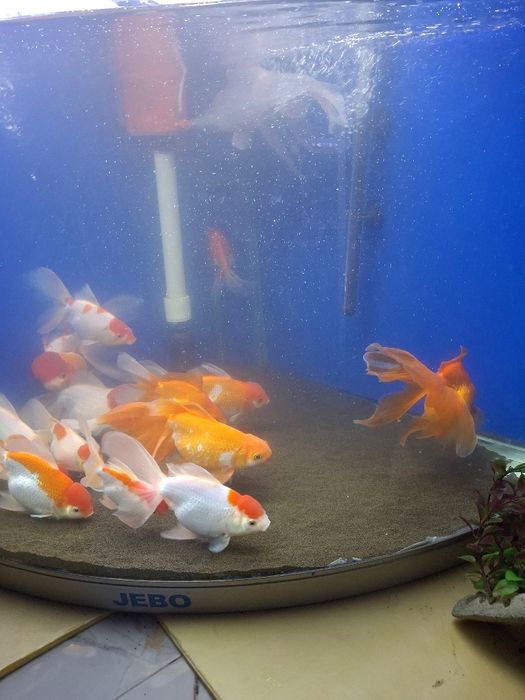 Красный шапочка красная оранда