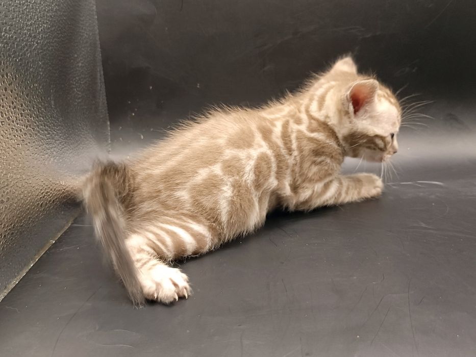 Котик окраса снежный минк.